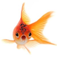 Fundraiser page goldfish with dragon tattoo